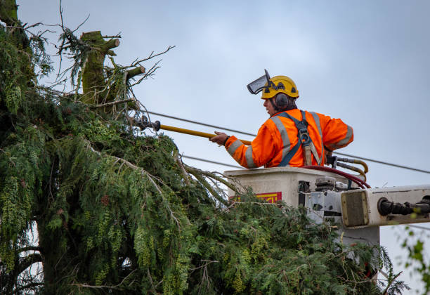 Best Tree Maintenance Programs  in Brice Prairie, WI